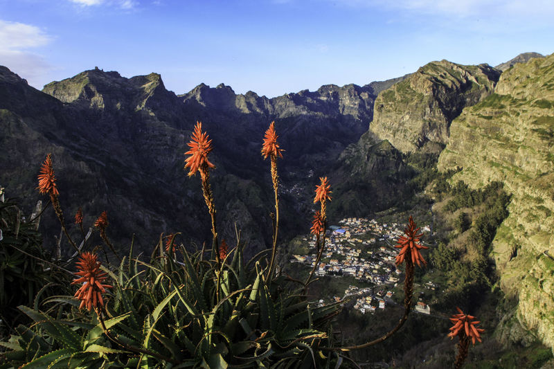 Plants against mountains at curral das freiras