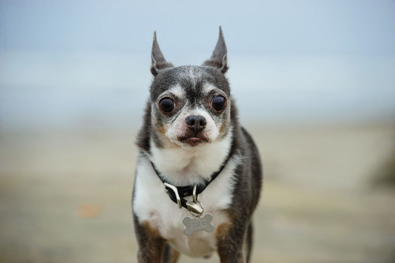 Close-up portrait of dog standing at beach