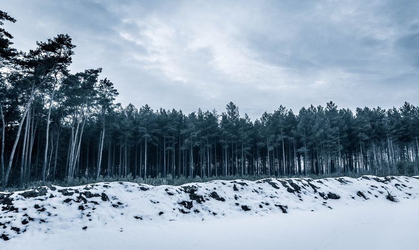 Trees on snow covered forest against sky