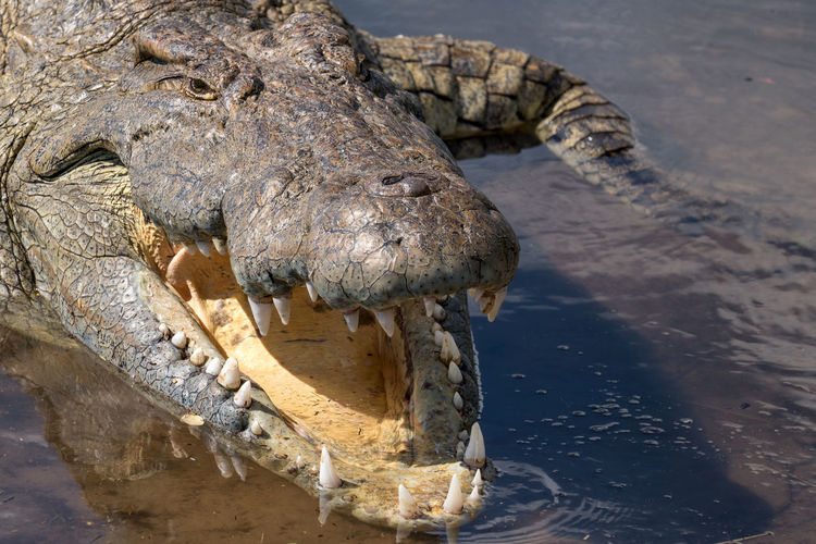 Close-up of crocodile in the lake