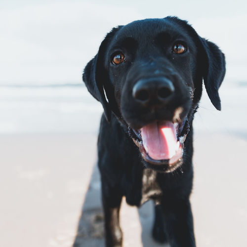 Close-up of black dog on the beach
