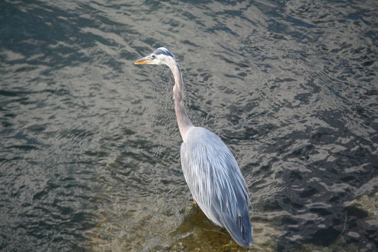 High angle view of gray heron by water