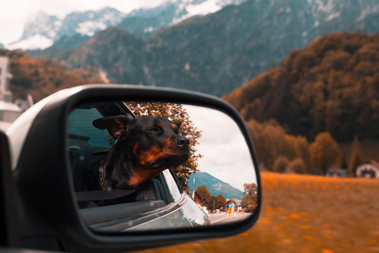 Reflection of dog on side-view mirror of car