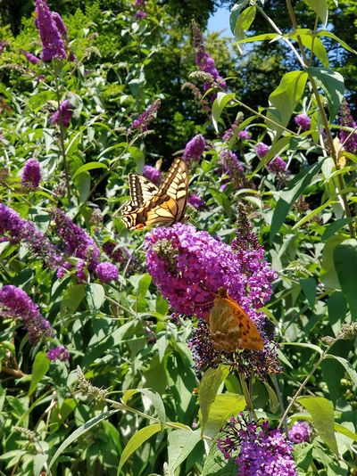 Butterfly pollinating on purple flowering plant