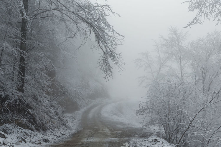 Winter in the mountains and snow in the trees