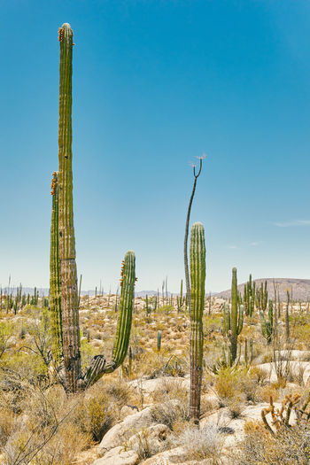 Cactus growing on field against blue sky