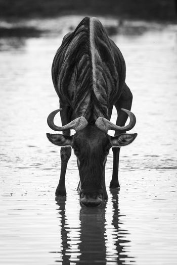 Rear view of horse standing in lake