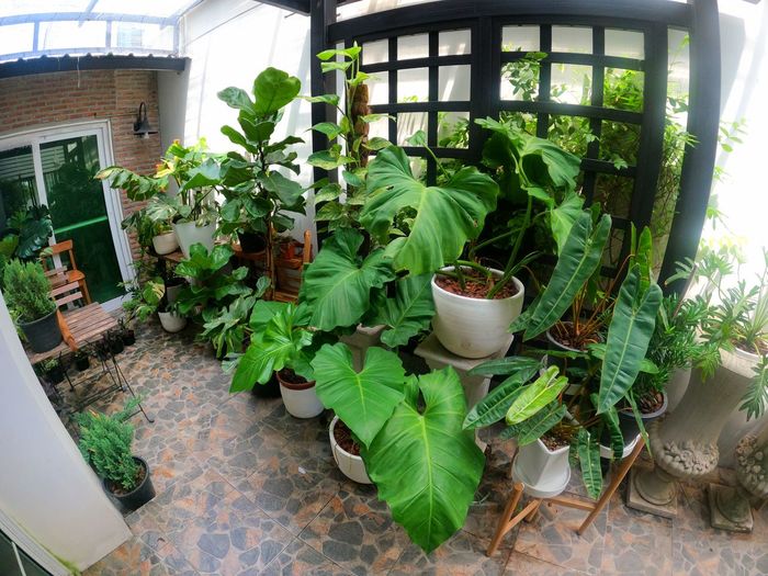 Potted plants on table against building