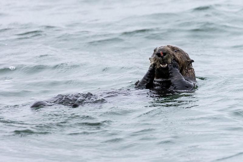 View of sea otter swimming in sea