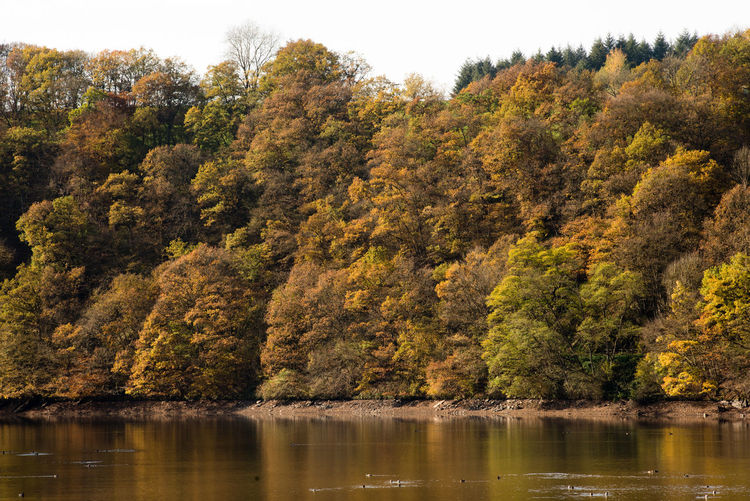 Scenic view of lake by trees in forest during autumn