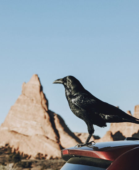Raven or crow stands on back of car with mountain in background, utah