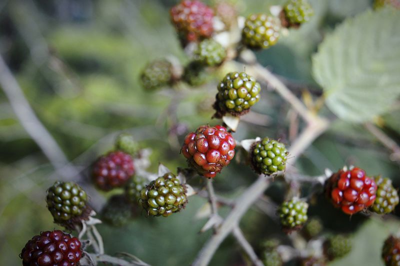 Reddened blackberries on blackberry bush
