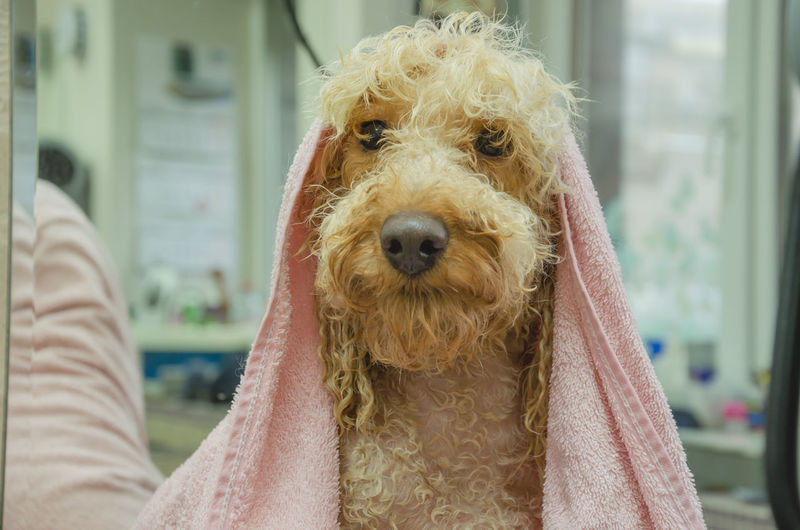 Dog wet after showering in a towel at the groomer