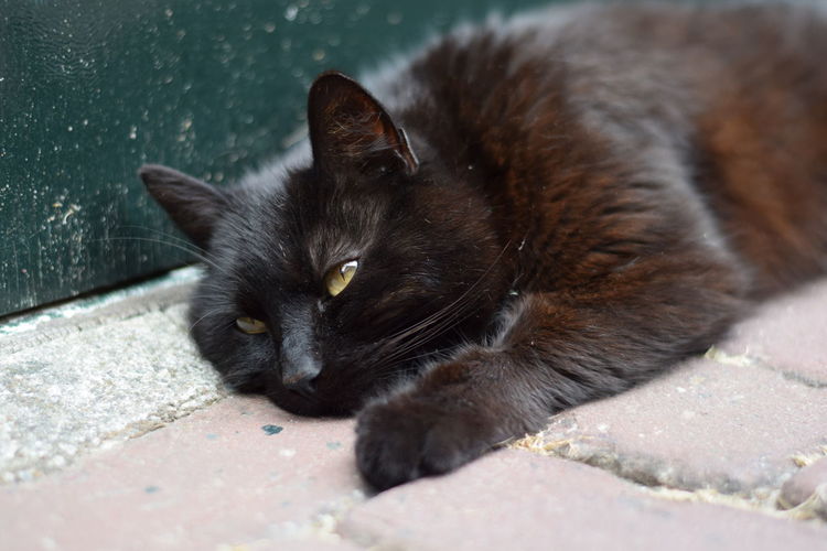 Close-up of cat resting on footpath