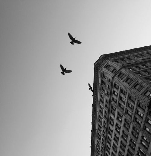 Low angle view of birds flying over buildings