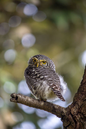 Portrait of collared owlet 