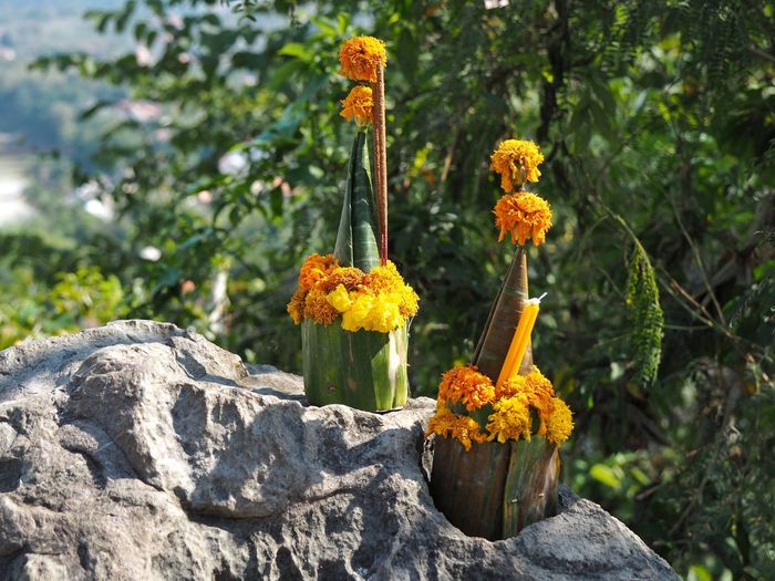 Close-up of yellow flowers on rock