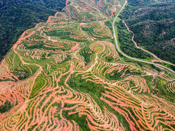 High angle view of agricultural field