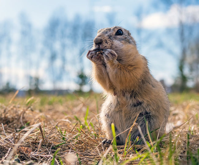 Gopher on the lawn. close-up. portrait of an animal.