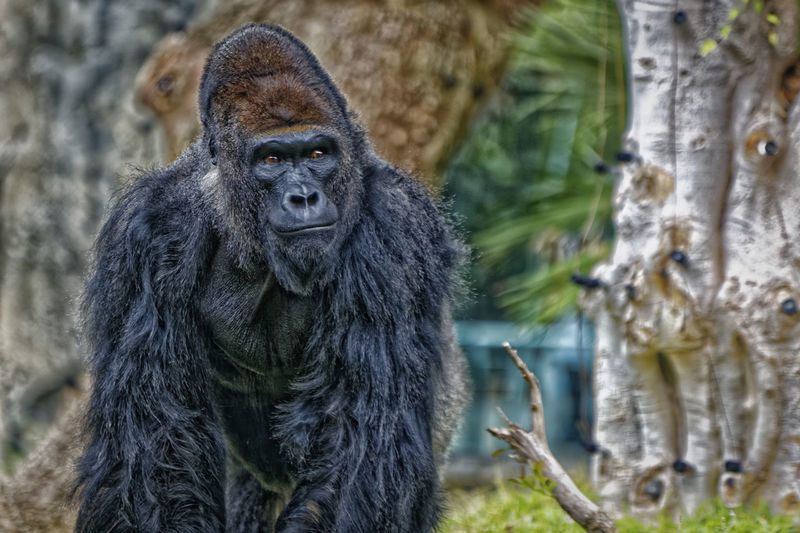 Gorilla portrait showing face and upper body with blurred background 