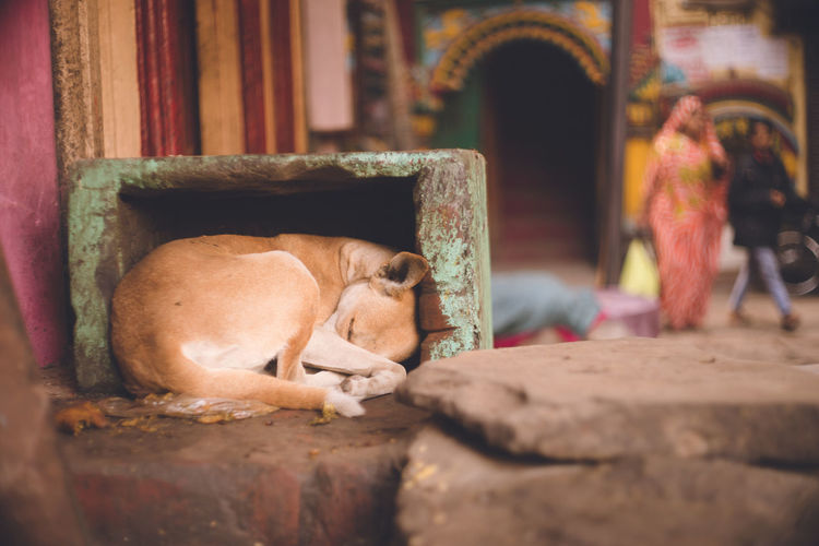 Cat sleeping in temple