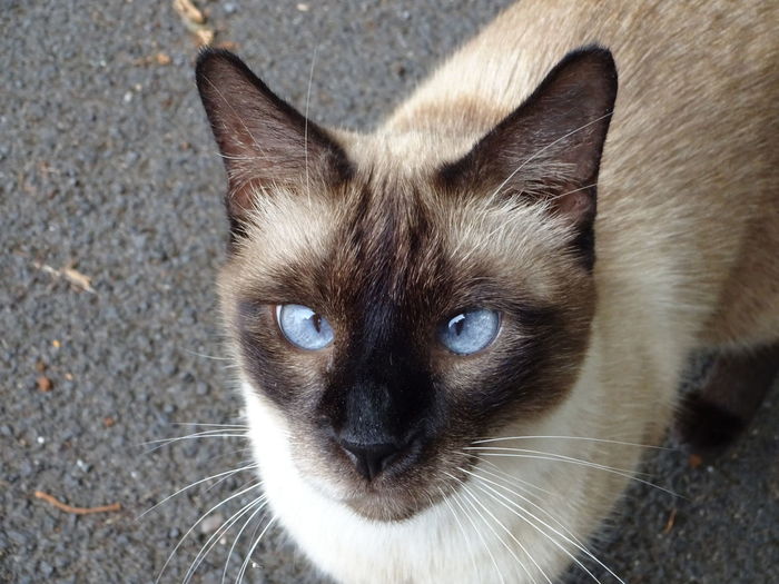 cat