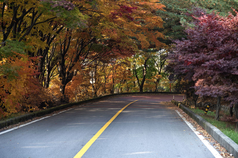 Empty road amidst trees