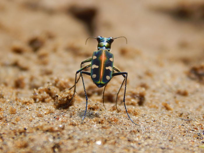 Close-up of insect on ground