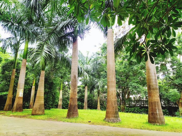 Palm trees on field against sky