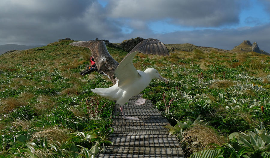 Royal albatross on grassy field
