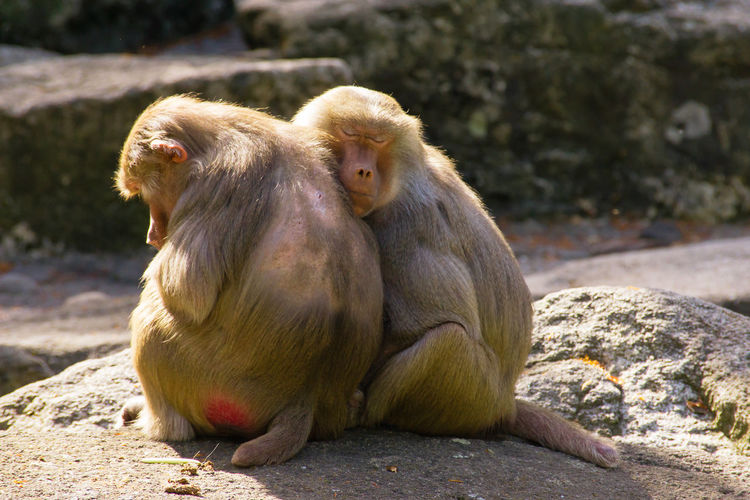 Two female baboons cuddling in the sun