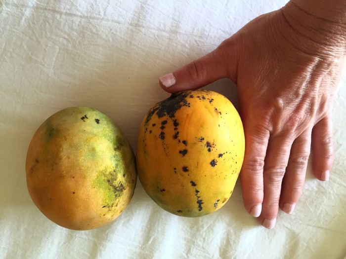 Cropped image of woman hand with mangoes on table