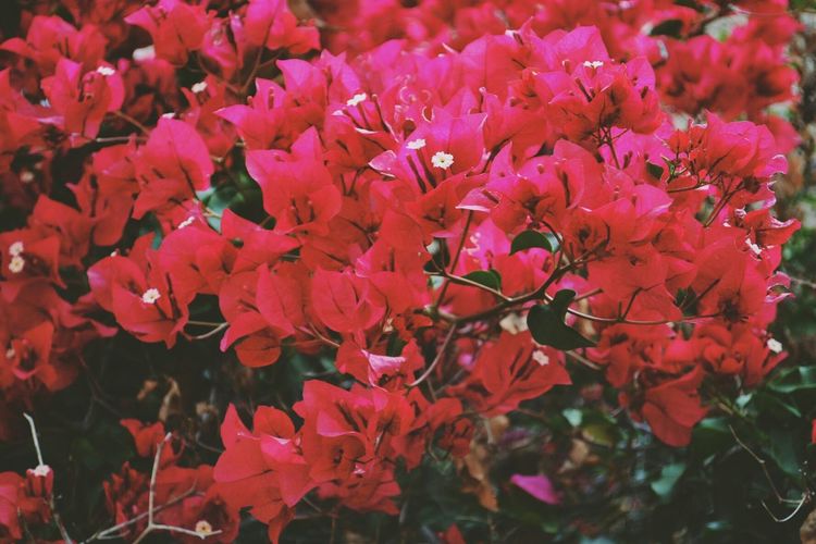 Close-up of pink flowers