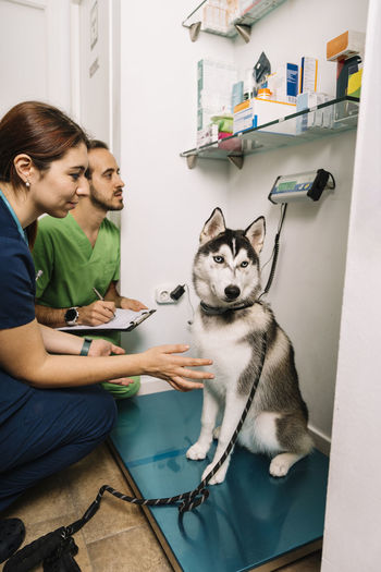Veterinarians examining weight of husky dog at clinic