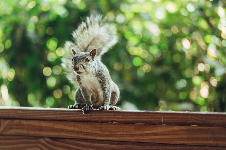 Portrait of squirrel sitting on wood