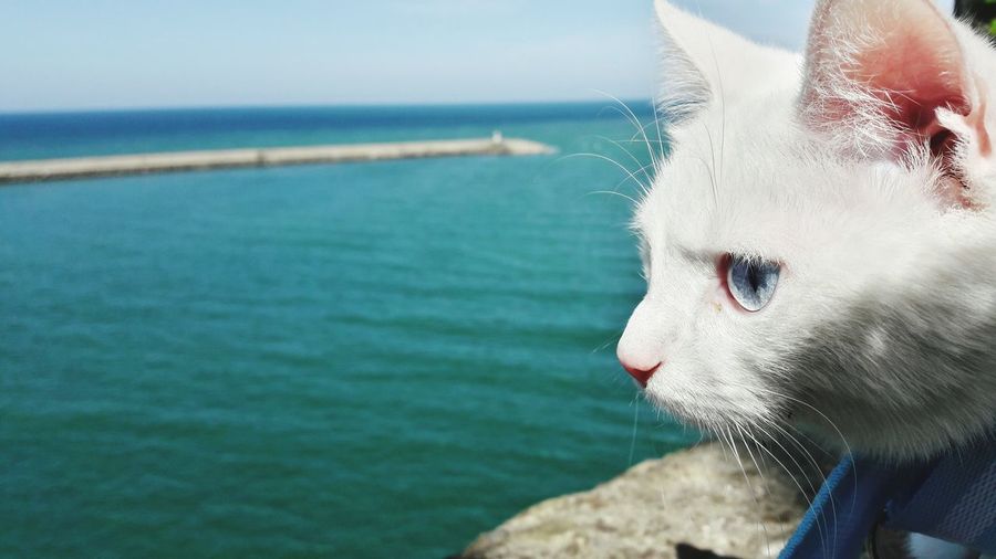 Close-up of cat by sea