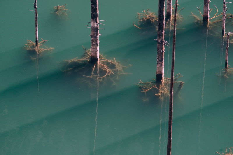 High angle view of birch tree roots in lake kaindy