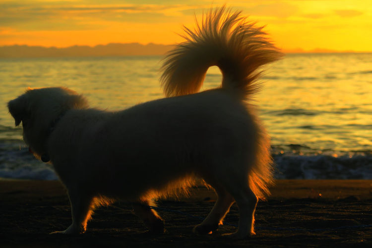 Silhouette dog standing at beach against sky during sunset