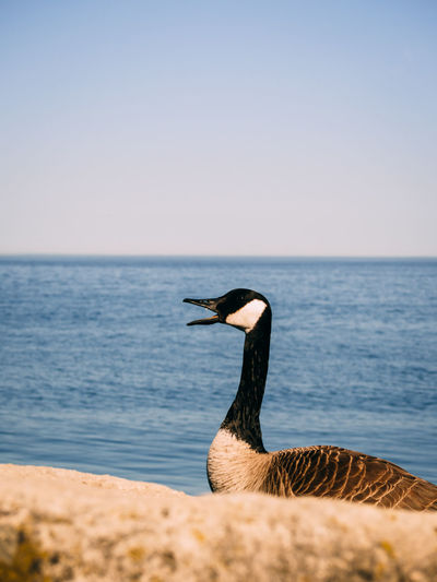 View of bird by the sea