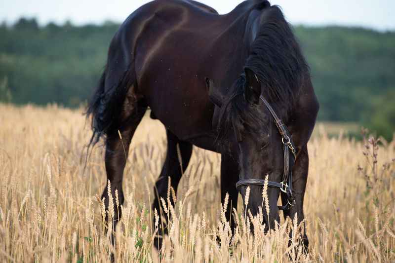 animal