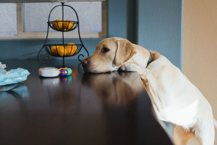 Puppy sniffing items on dining table.