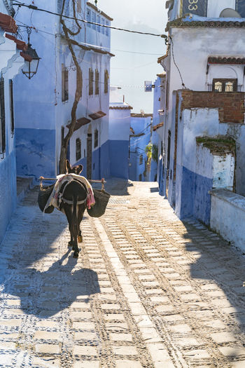 Rear view of donkey walking on street amidst buildings