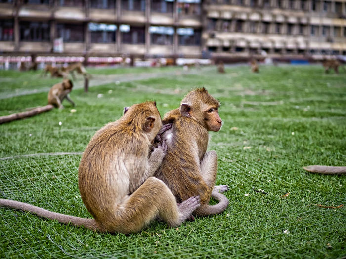 Side view of monkeys sitting on grass