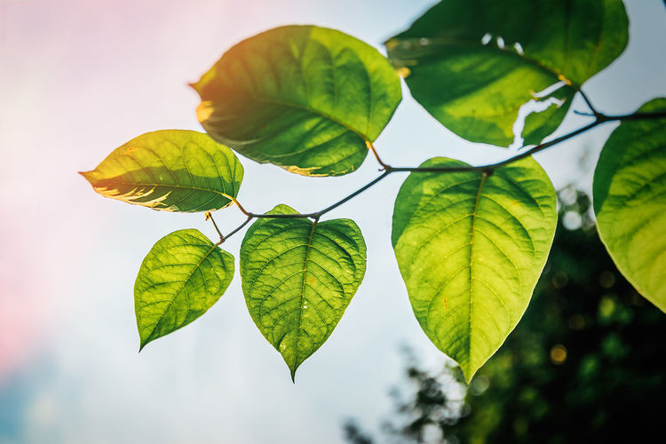 Close-up of fresh green leaves against sky