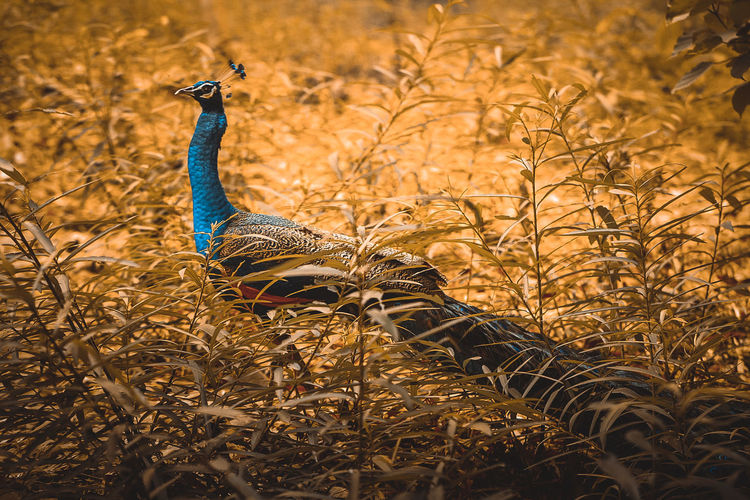 Peacock amidst plants on field 