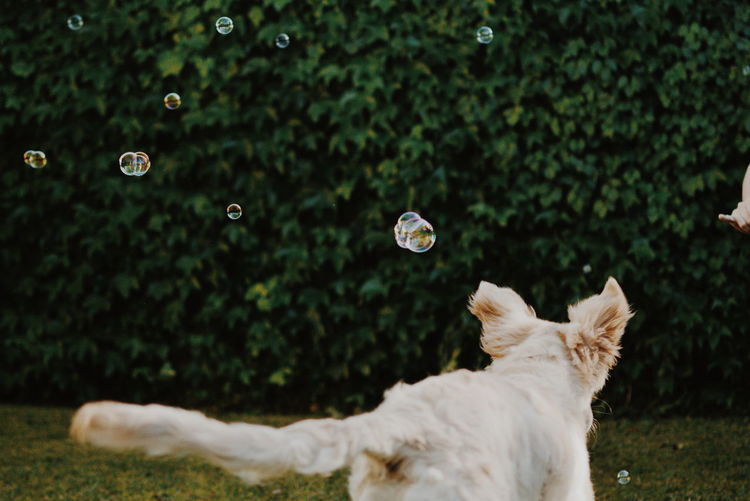 View of dog playing with bubbles in background