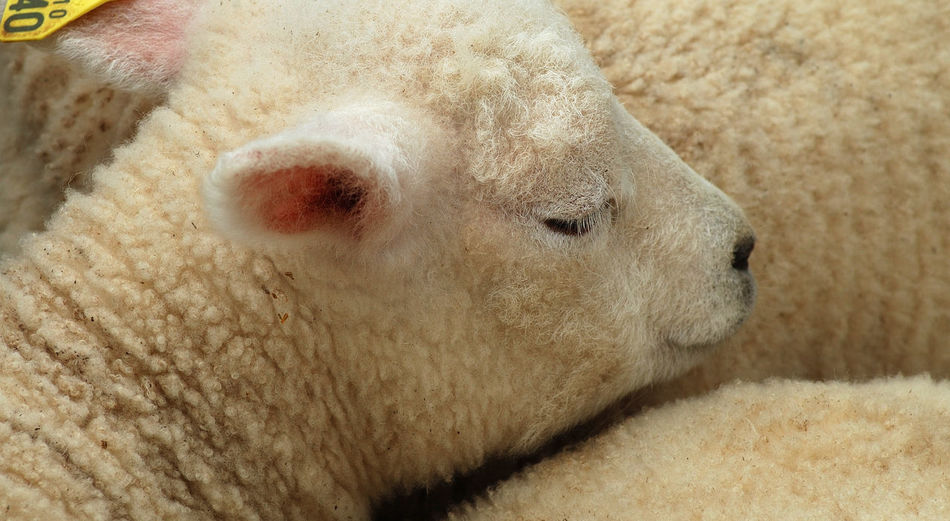 Close-up of a sleeping lamb