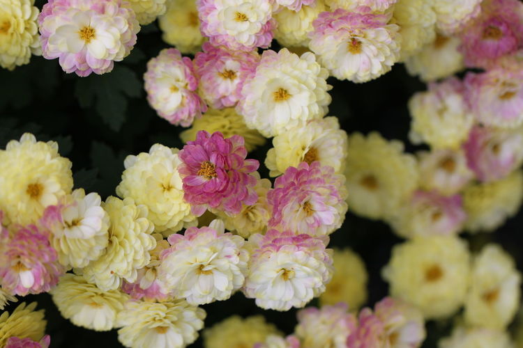 Close-up of pink flowering plants
