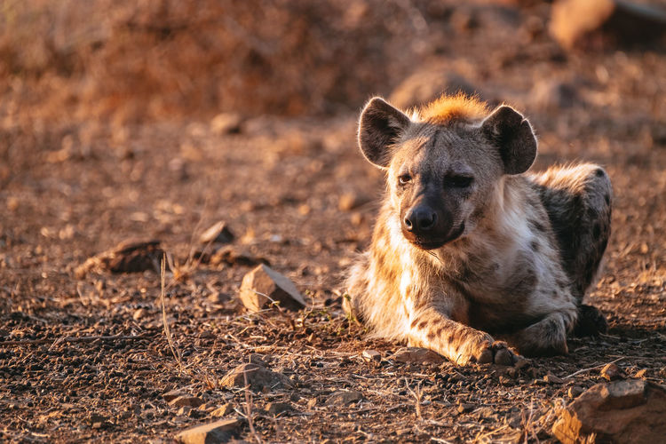 Spotted hyena lying down