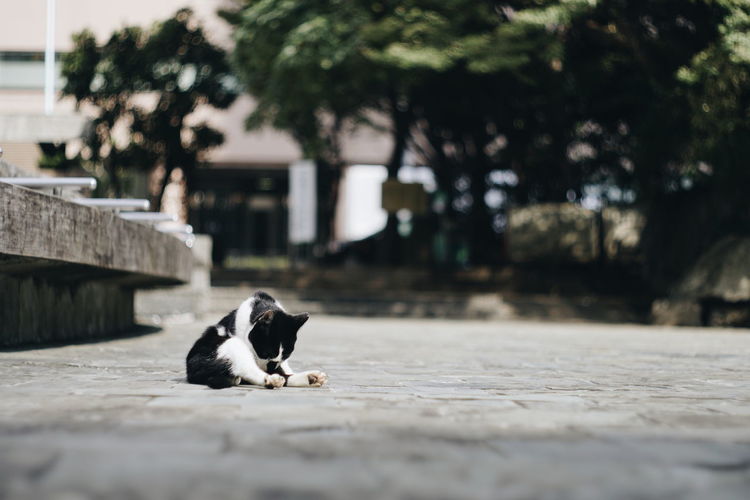 Cat sitting on footpath